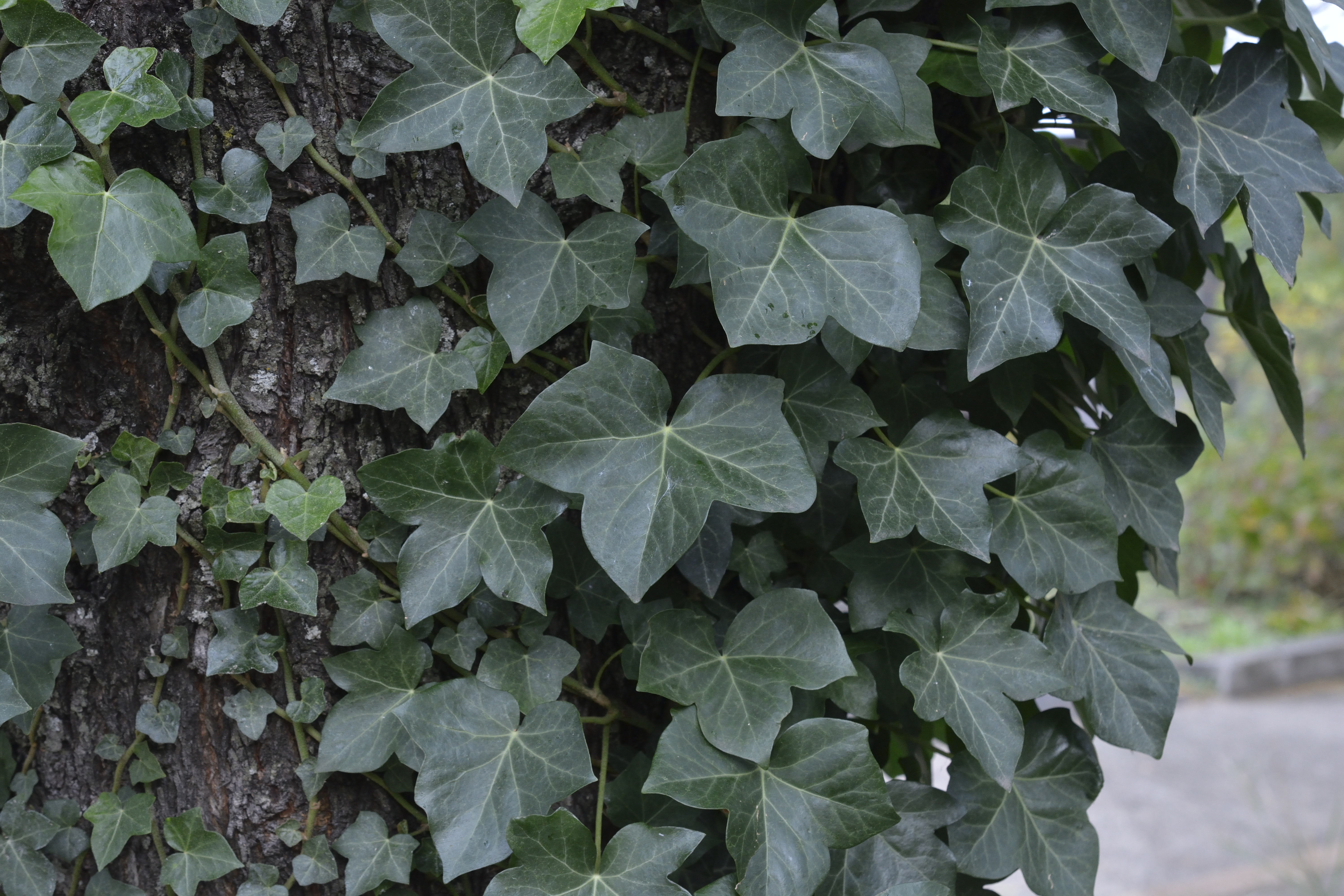 Hedera helix